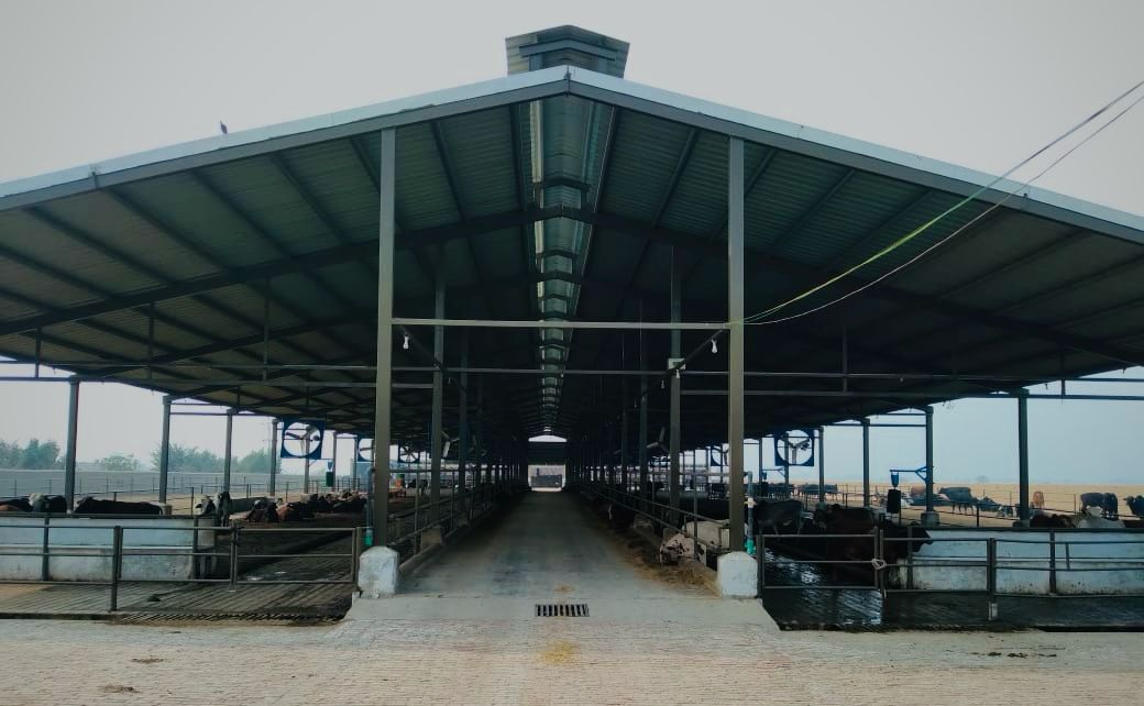 Modern indoor cattle facility showing organized rows of cattle stalls