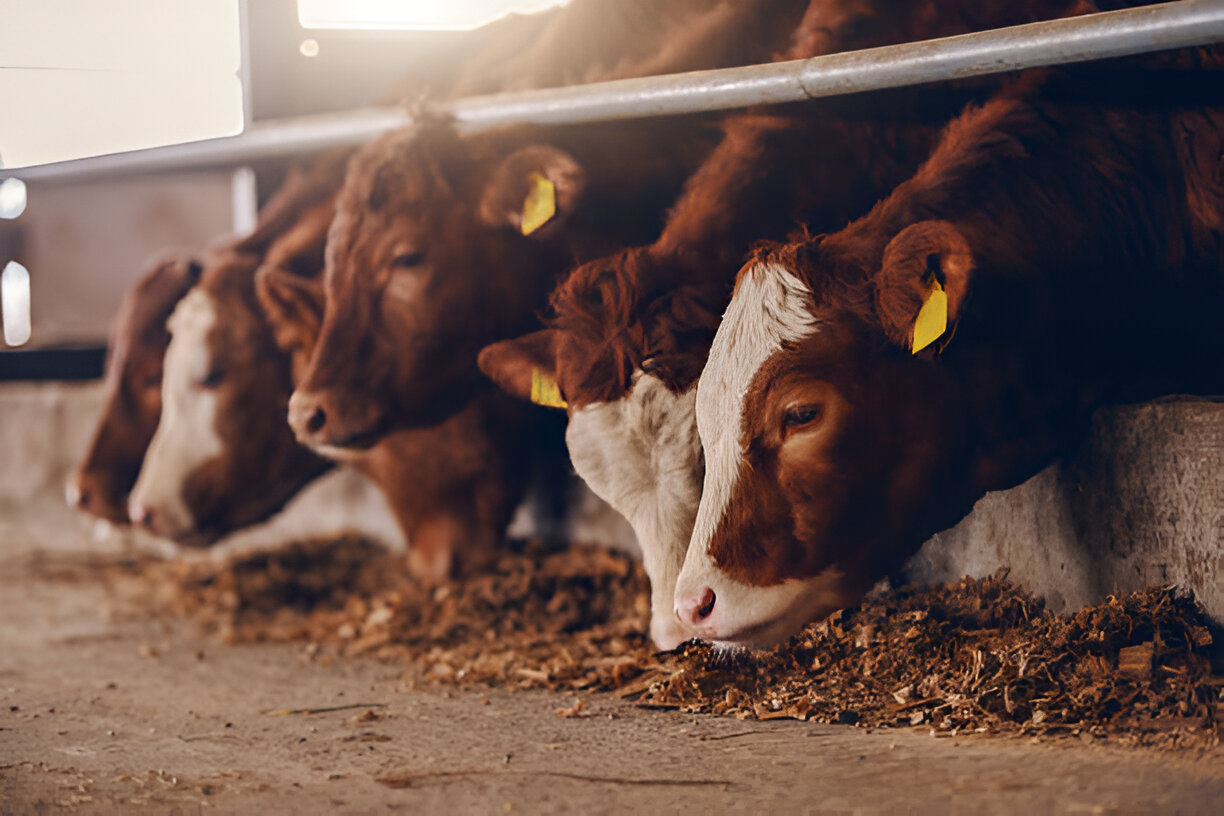 Cattle feeding in our modern facility
