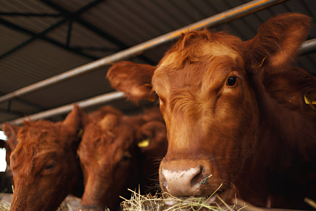 Close-up of healthy cattle representing our quality standards
