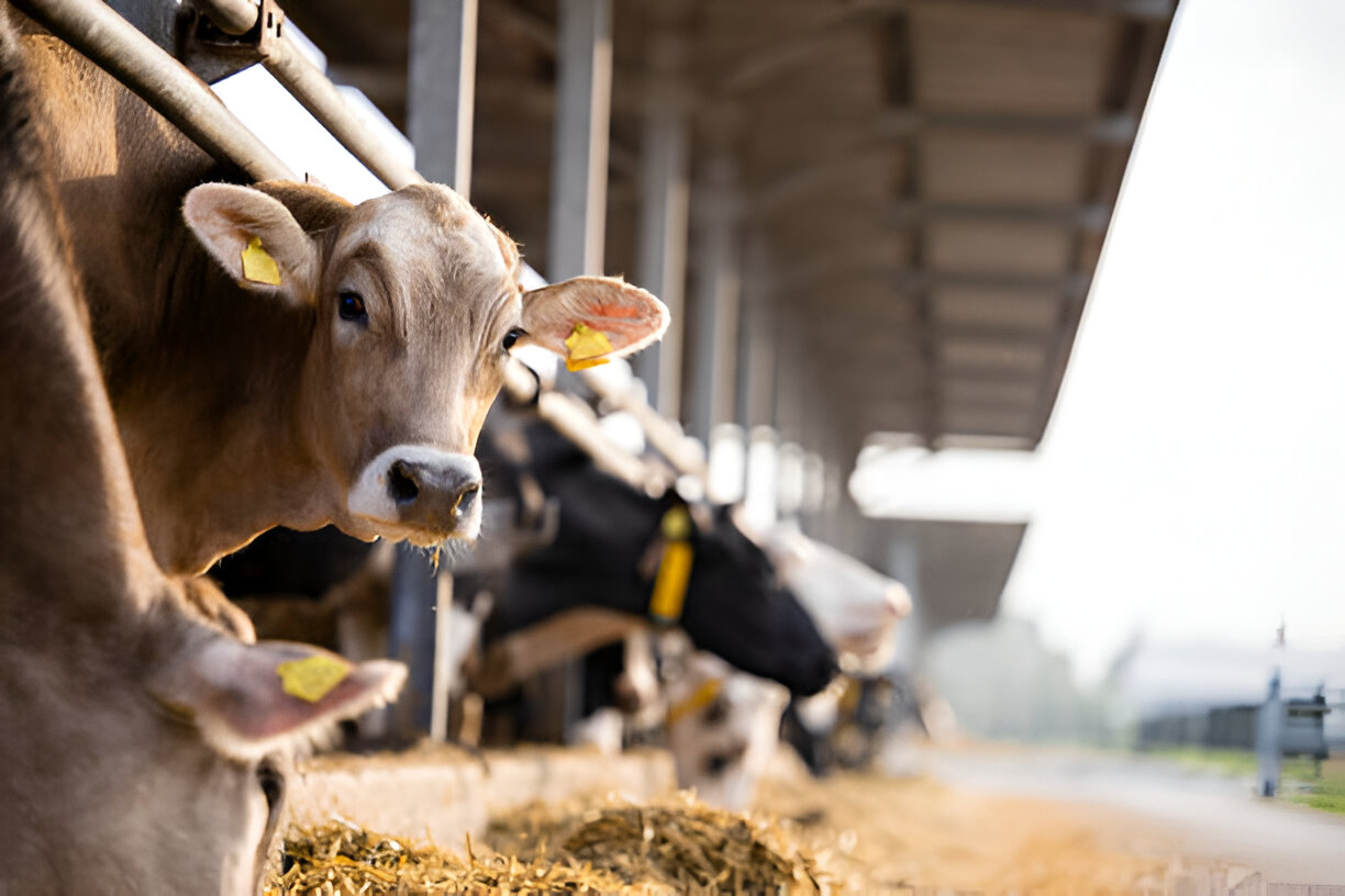 Close-up of healthy cattle in our modern facility